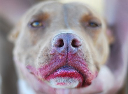 lipstick on dog